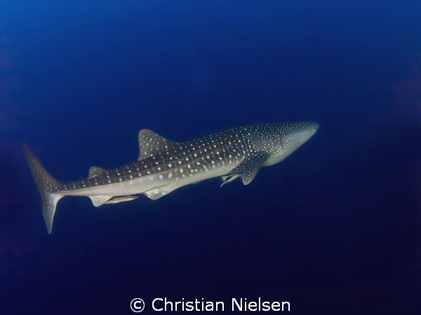 Wonders of the Rea Sea. Another great experience on Broth... by Christian Nielsen 