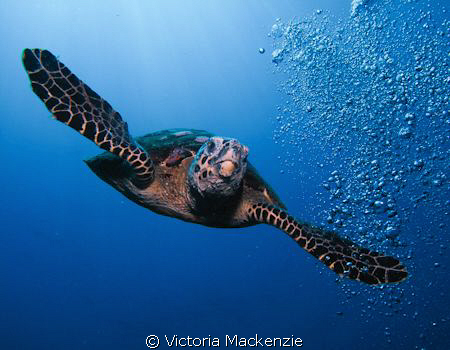Hawksbill diving from surface by Victoria Mackenzie 