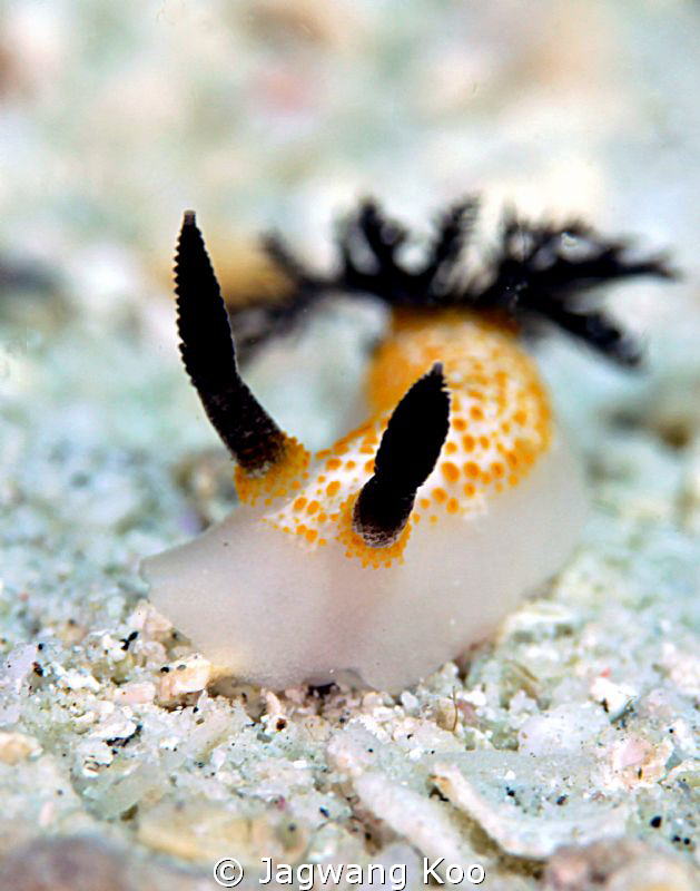 Nudibranch by Jagwang Koo 