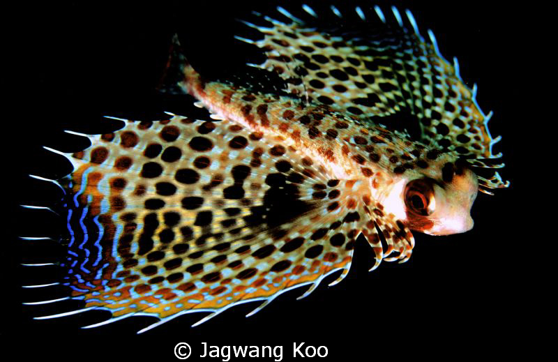Flying Gurnard by Jagwang Koo 
