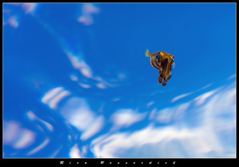 Juvenile Squid with blue sky and some clouds as backgroun... by Rico Besserdich 