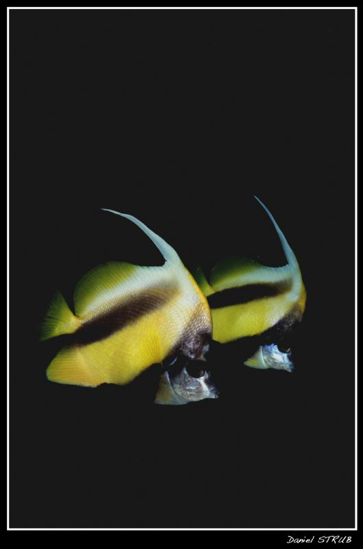 Couple of bannerfishs ... funny guys :-D by Daniel Strub 