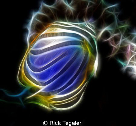 Ornate butterflyfish...Kavieng, New Ireland, PNG by Rick Tegeler 