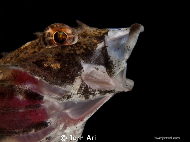 Short-spined sea scorpion -   Myoxocephalus scorpius.
Fr... by Jorn Ari 