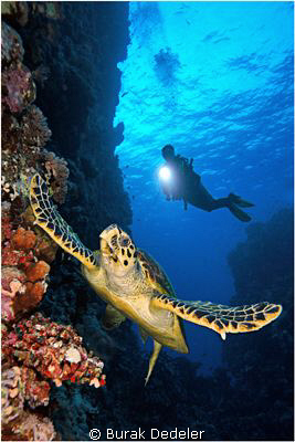 I had positioned my model already when this turtle stoppe... by Burak Dedeler 