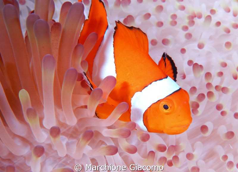 Clown
Nikon D200,60 micro,twin strobo
Wakatobi by Marchione Giacomo 