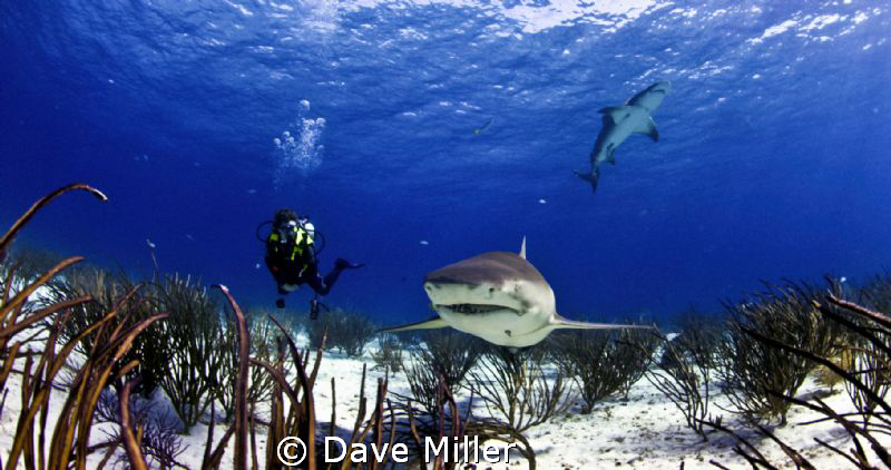 Smile for the camera. Canon 5d mark ll, 15mm fisheye. by Dave Miller 