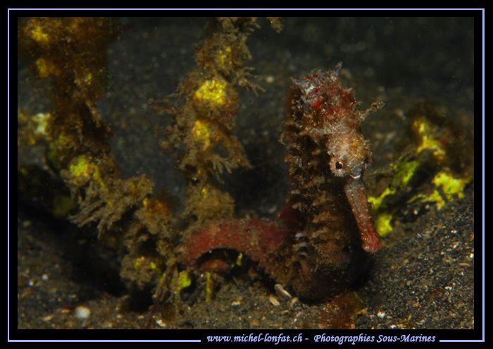 Sea Horse on the sand of Lembeh Strait... Que du bonheur.... by Michel Lonfat 