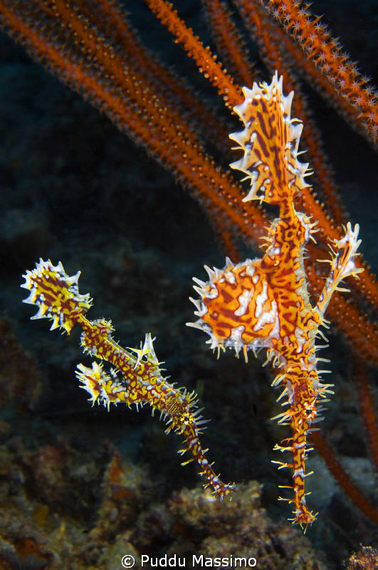 gangga island,nikon d2x 60mm macro by Puddu Massimo 