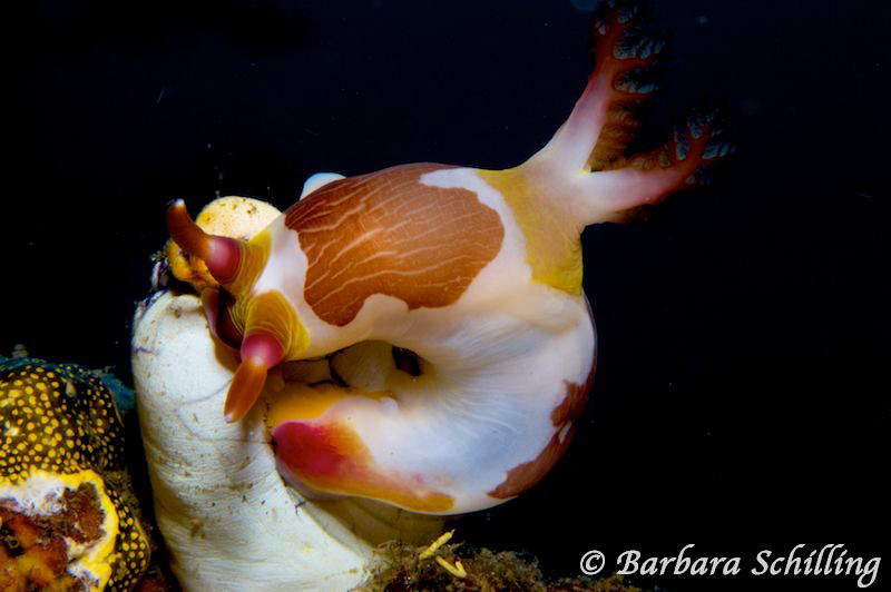 Nudibranch havin' a munch by Barbara Schilling 