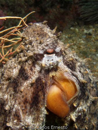 Octopus vulgaris. Olympus c-7070 and YS-60 strob by Carlos Ernesto 
