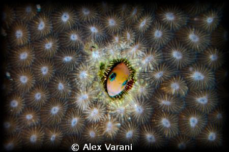 shy goby by Alex Varani 