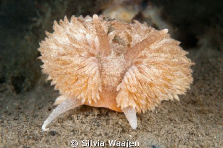 During a dive in may at Zuid Langeweg we where very surpr... by Silvia Waajen 