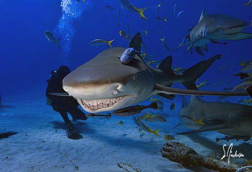 It's all smiles at Tiger Beach with lots of Lemon Sharks ... by Steven Anderson 