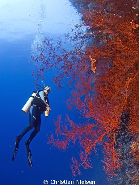 Coral tree and my wife on Little Brother. Olympus E330, 8... by Christian Nielsen 