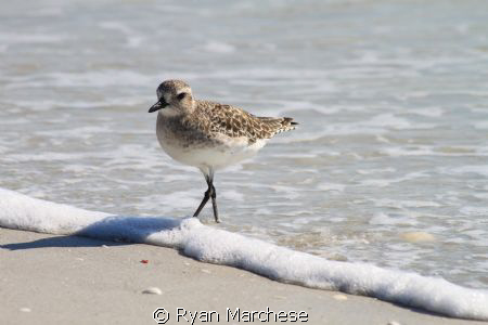 Black Bellied Plover by Ryan Marchese 