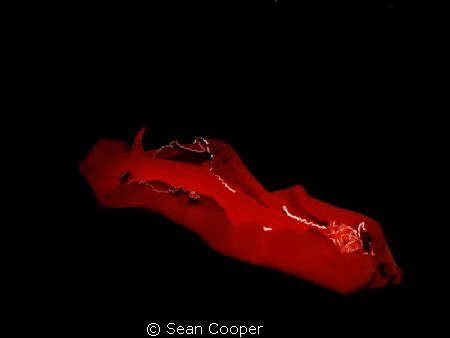 Spanish dancer by Sean Cooper 