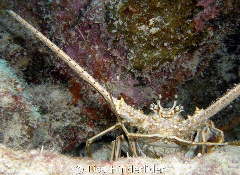 Hello Mr. Lobster! by Lisa Hinderlider 