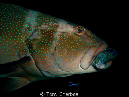 A giant grouper at the Liberty wreck in Bali catches its ... by Tony Cherbas 