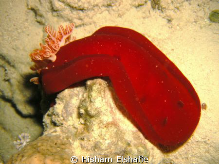 Red Nudibranch by Hisham Elshafie 