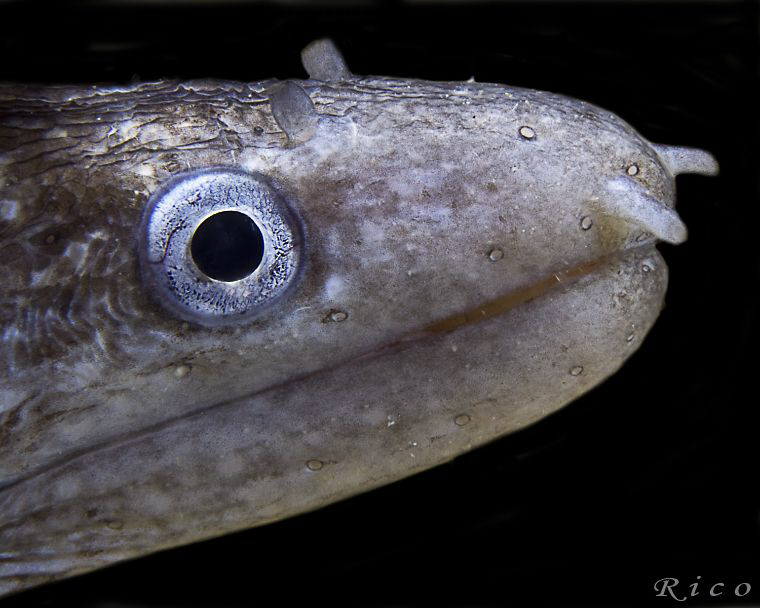 Muray Eel by Rico Besserdich 