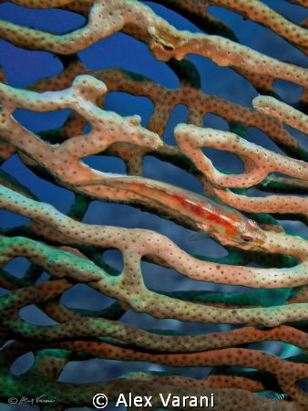 goby on labyrinth by Alex Varani 