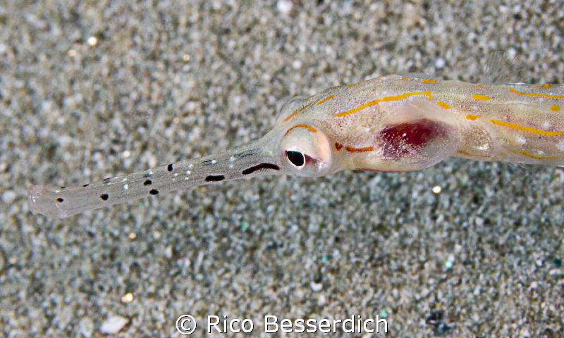 pipefish by Rico Besserdich 