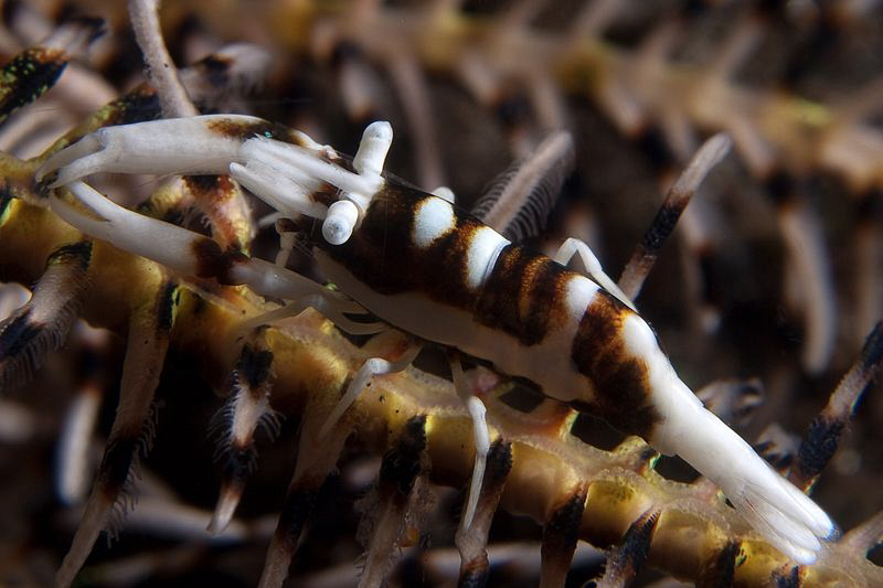 Crinoid Shrimp, Tulamben by Doug Anderson 