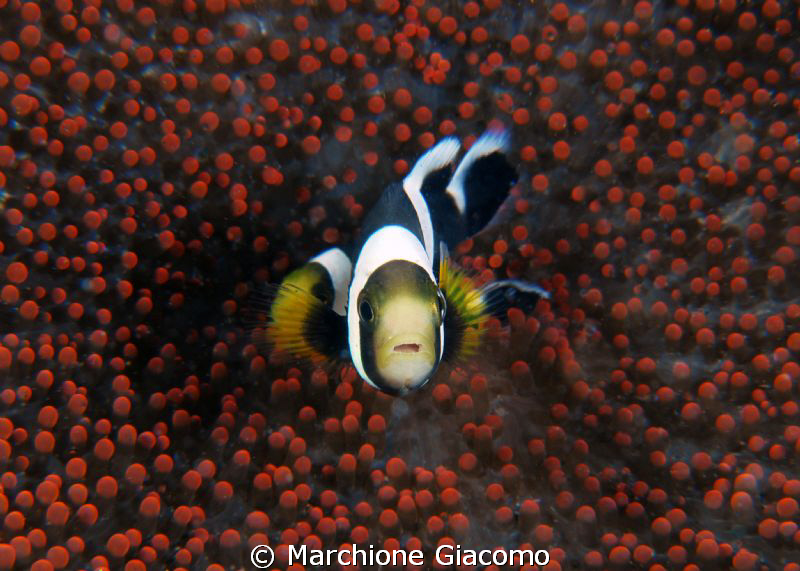 baby
Nikon D200, 105 micro, twuin strobo
Lembeh strait by Marchione Giacomo 