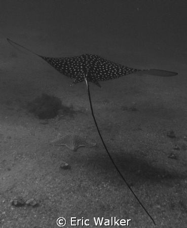 B & W Eagle Ray by Eric Walker 