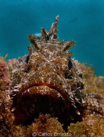 Scorpena scrofa. Olympus c-7070 and YS-strob by Carlos Ernesto 