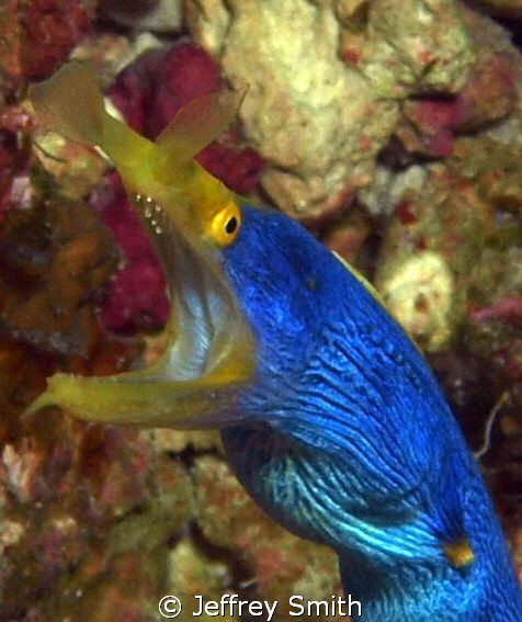 Ribbon eel in Wakatobi by Jeffrey Smith 