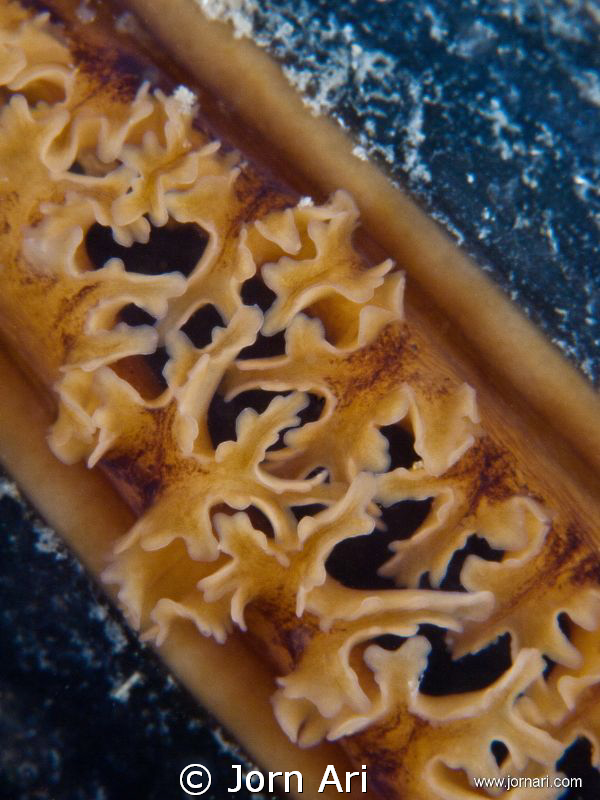 Blue mussel,  Mytilus edulis
Super closeup of a Blue Mus... by Jorn Ari 