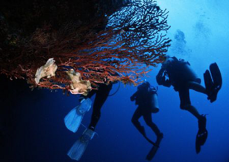 This time the diver are the subject! by Bernard Maglana 