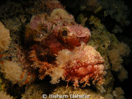 Stone fish by Hisham Elshafie 