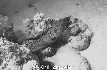 Moray by Kirill Zinoviev 