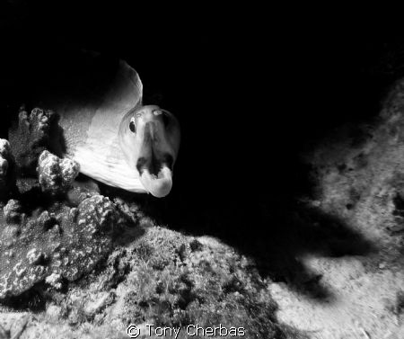 Moray out of shadows by Tony Cherbas 