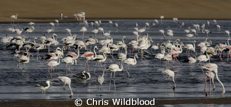 Greater and lesser flamingos in the Walvis Bay lagoon. by Chris Wildblood 