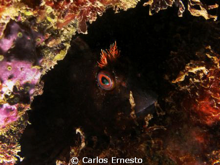 Parablennius gattorugine. Olympus c-7070 and Ys- 60 strob by Carlos Ernesto 