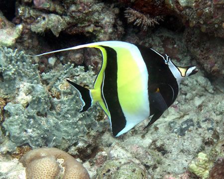 Moorish Idol at Filitheyo, Maldives. Taken while snorkeli... by Francesco Cavallaro 