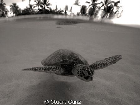 Over / under of a turtle done in sepia. by Stuart Ganz 