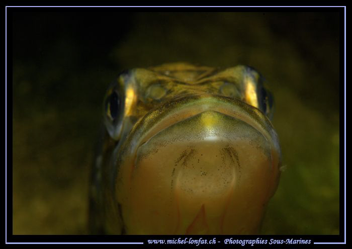 A very young Pike Fish - looking at his reflexion in my d... by Michel Lonfat 