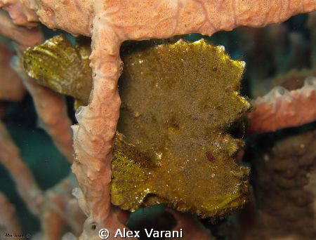 Taenionotus triacanthus by Alex Varani 