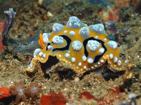 Nudibranch mod. "jewell" - Lembeh strait north Sulawesi I... by Giulio Arrigucci 