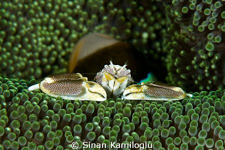 watching something out of the window???? by Sinan Kamiloglu 