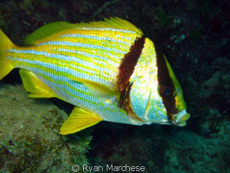 Porkfish by Ryan Marchese 