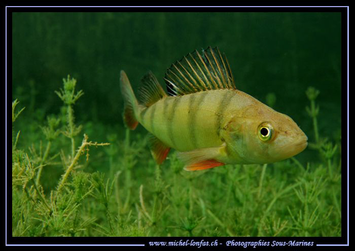 A curious Perch.. Que du bonheur... :O)... by Michel Lonfat 