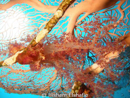 Soft Corol by Hisham Elshafie 