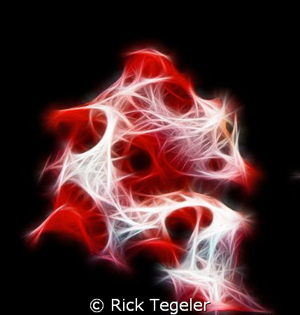 Pygmy seahorse by Rick Tegeler 
