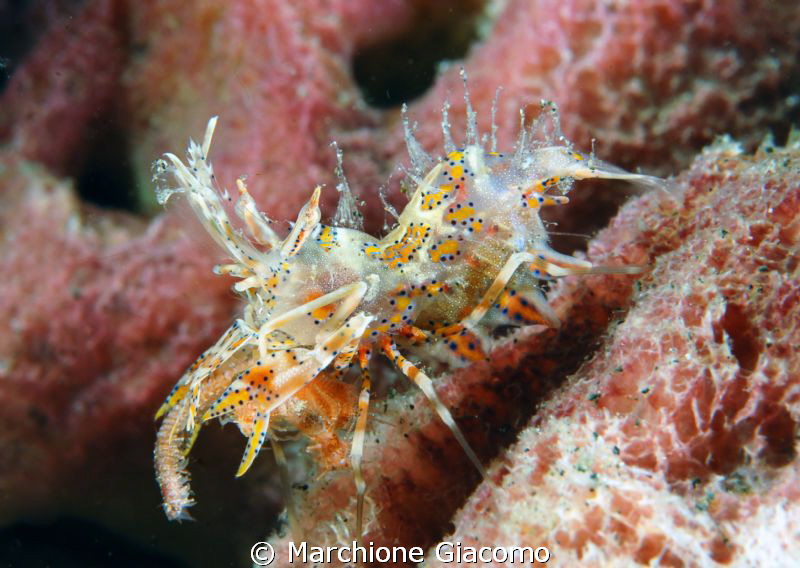 Tiger shrimp
Nikon D200, 60 micro, twin strobo
Lembeh s... by Marchione Giacomo 